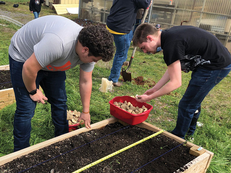 Photo of students planting potatoes
